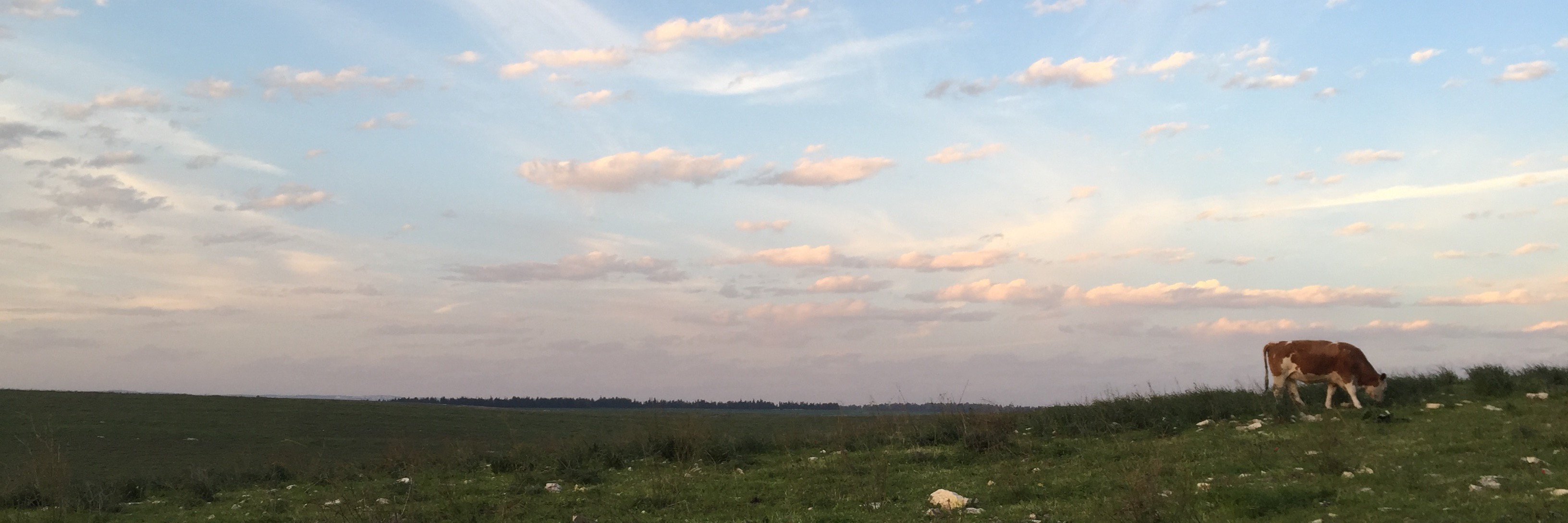 AlonRotem's profile banner image