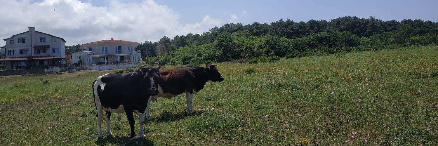 inulyogly's profile banner image