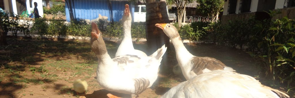 The underated Citizen 🇰🇪 banner