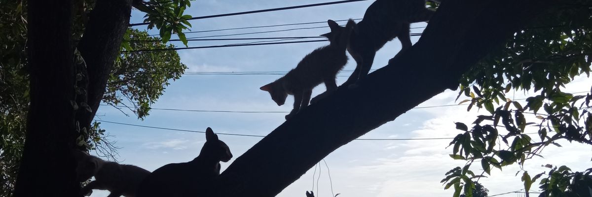 RosaKrtk's profile banner image
