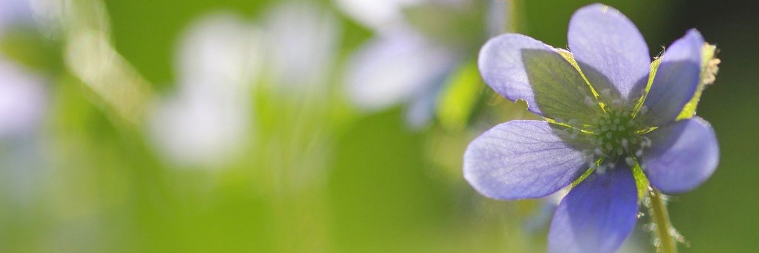 Embassy of Poland in Denmark banner