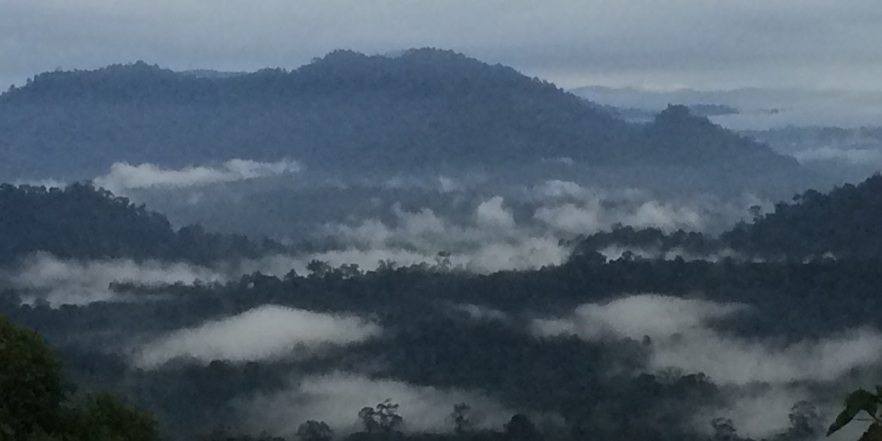 E D L I A D I banner