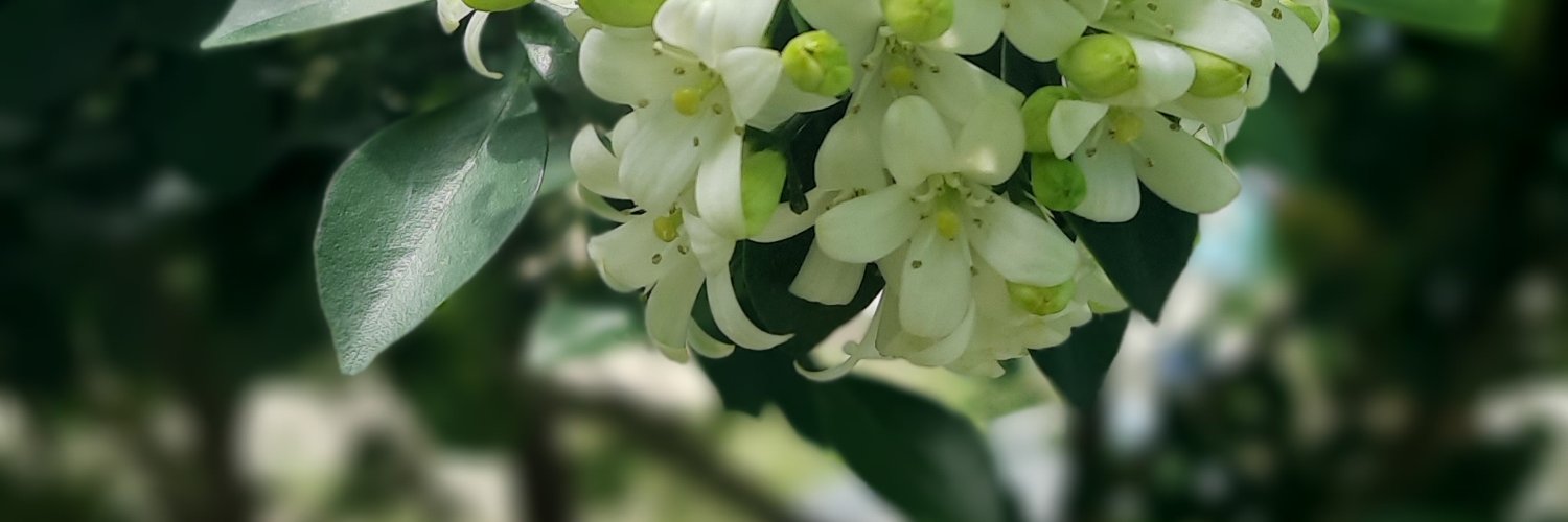 njedhul's profile banner image