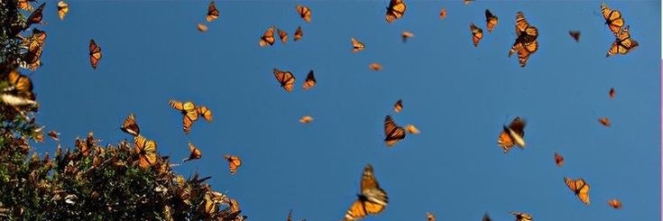 ɱɑʀy ֶָ֢ 🦋✨ banner