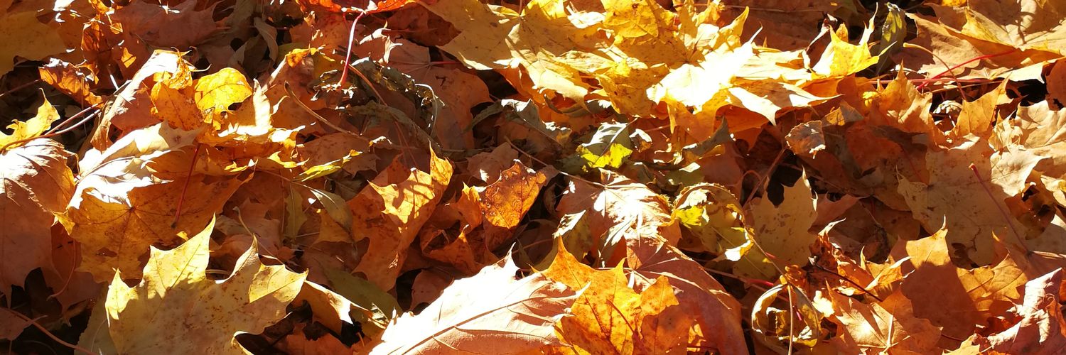 Ely_J's profile banner image
