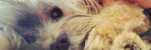 Ashley banner