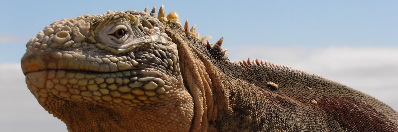 shizimi24's profile banner image