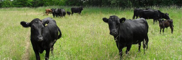 ReeveHelen Profile Banner