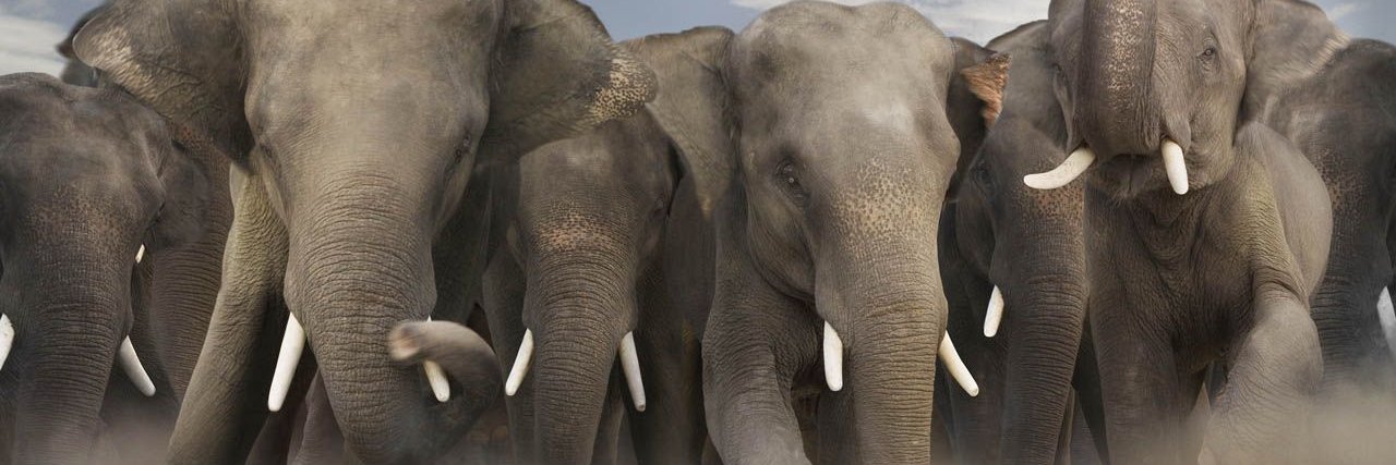 rAgingPachyderm's profile banner image
