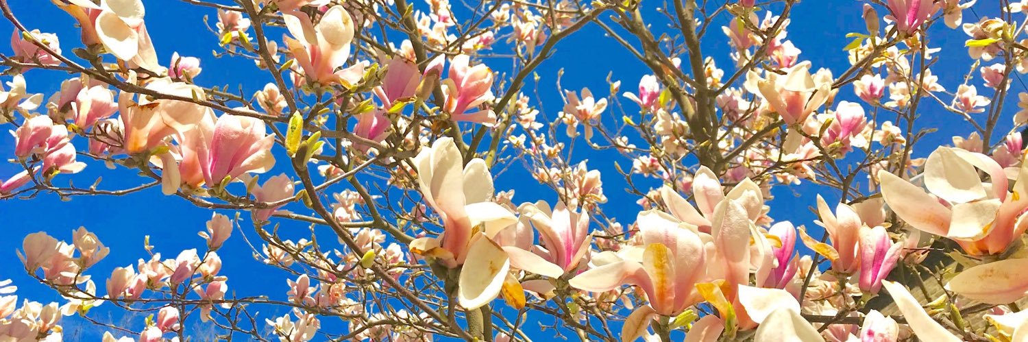 SusieJBurpee's profile banner image