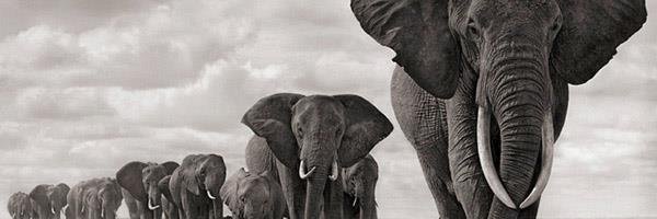 geraldine jackson banner