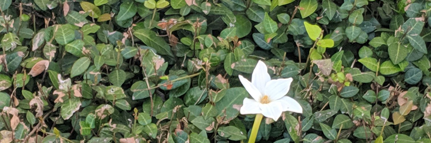 jujuonthebees's profile banner image