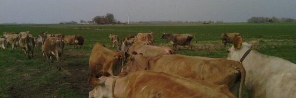 kaasvanlamuse Profile Banner