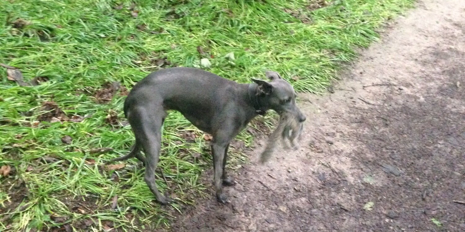 Ben Hargreaves banner