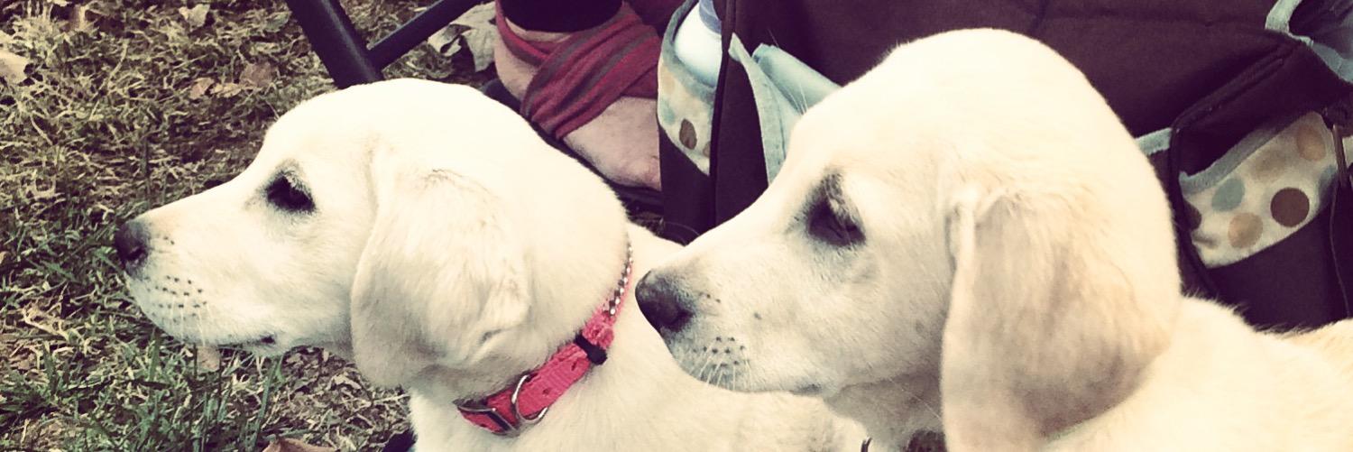 brooke_pasley's profile banner image