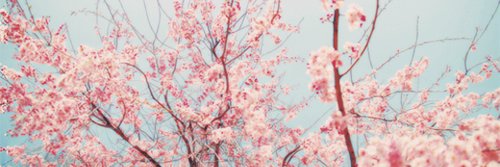 tawauriel's profile banner image