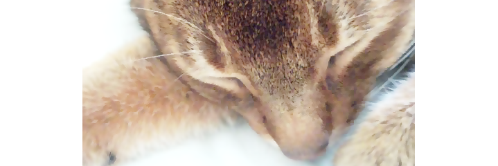 ちろ＊🐾。 banner