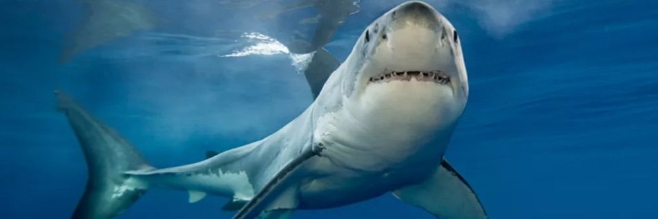 Sharkybites🦈🎣🦀🐠🦞🐡 banner