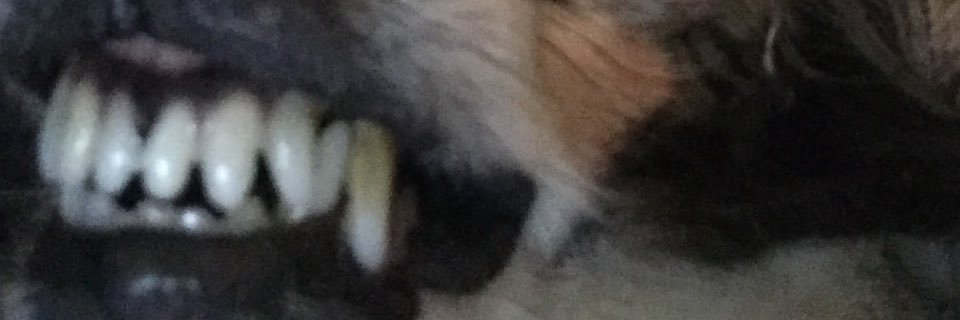 sh117un's profile banner image