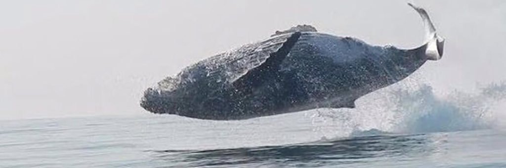 Christopher Walsh banner