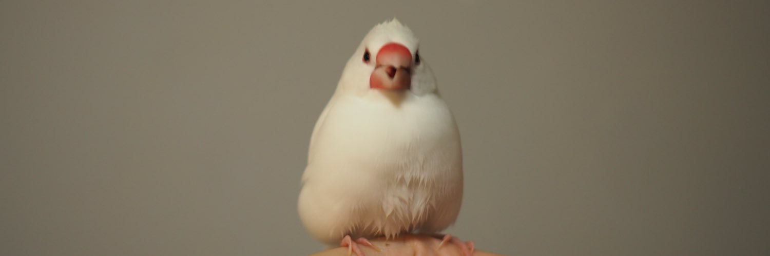 CHI__E's profile banner image