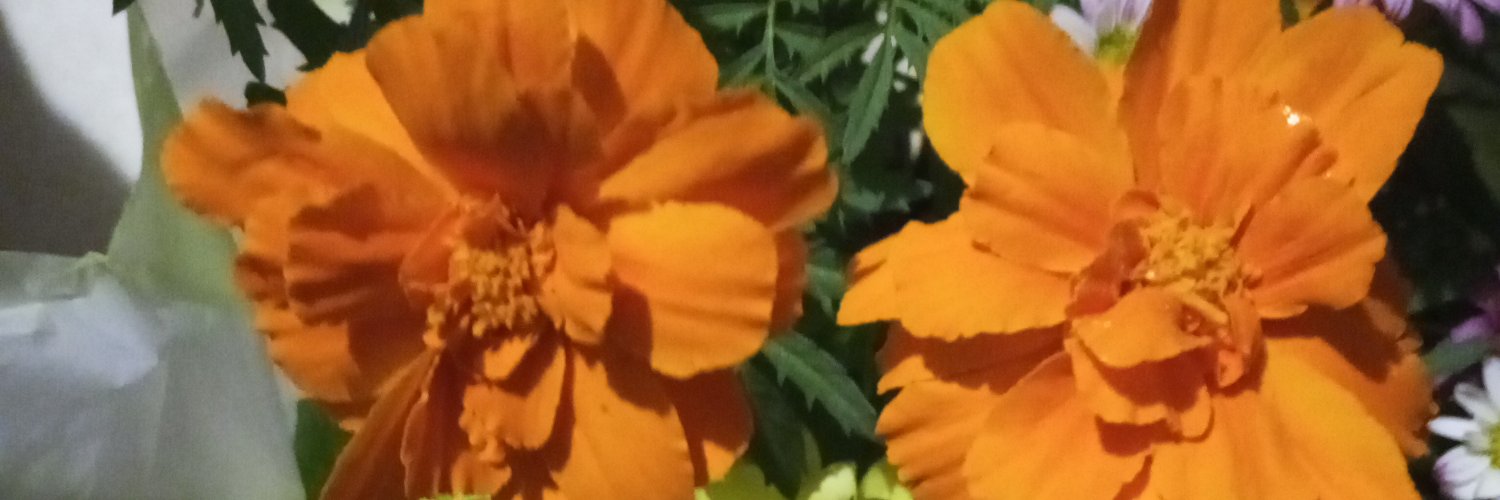 cand3lari4's profile banner image