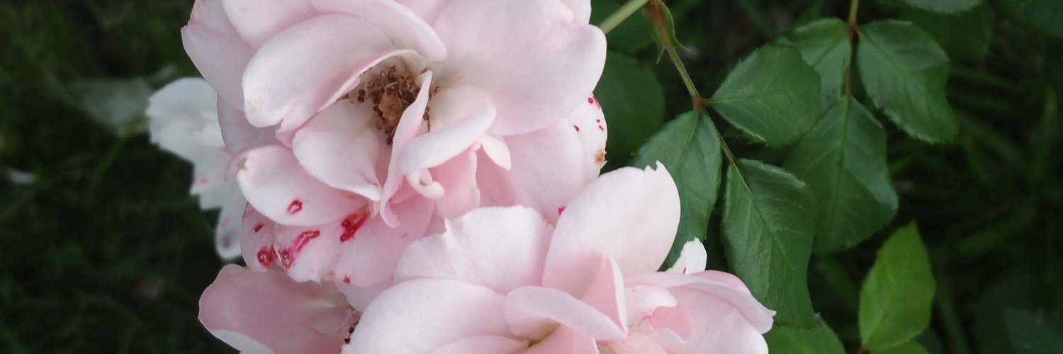 SabyBaby95's profile banner image