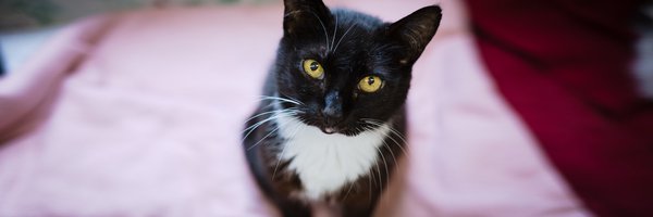 RAPSociety Profile Banner