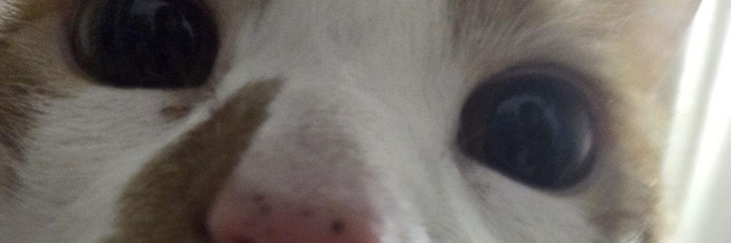 poligguuk's profile banner image