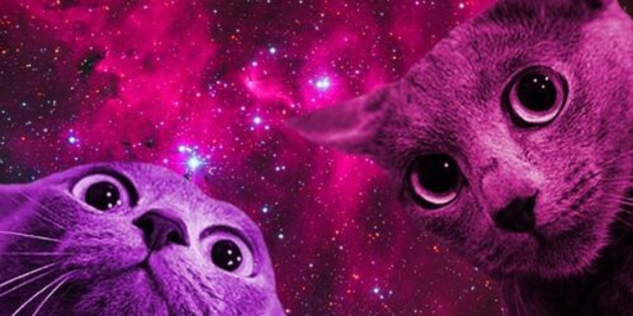 kittycaaaat's profile banner image