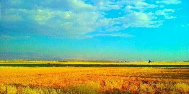 rindala kodeih banner