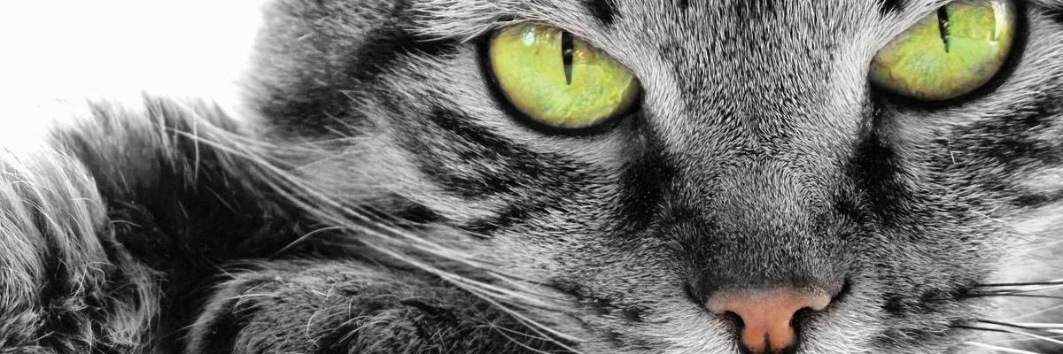 gsaricicek's profile banner image