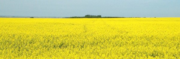 Slotfarms Profile Banner