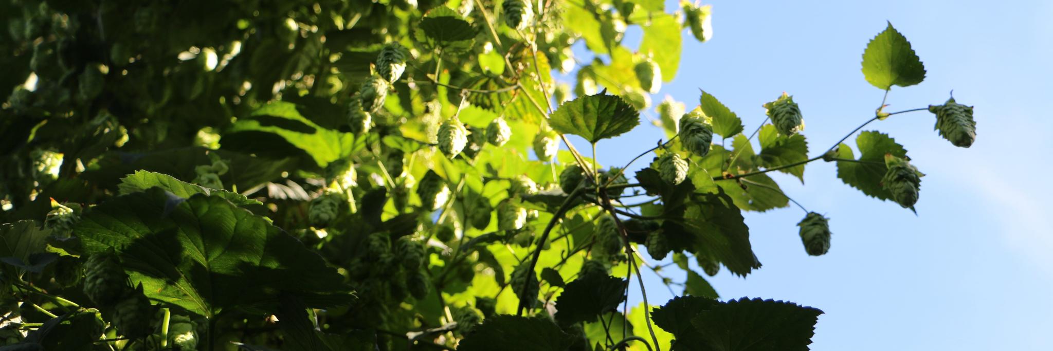 The Hop Review banner