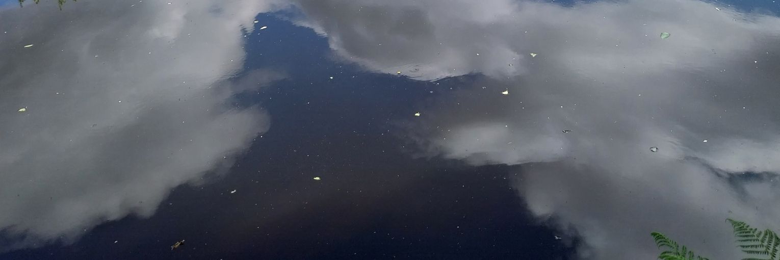 thatreetgremlin's profile banner image