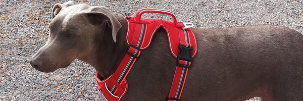 TrumpsTrucker Profile Banner