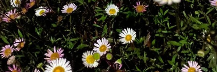 eko_fio's profile banner image