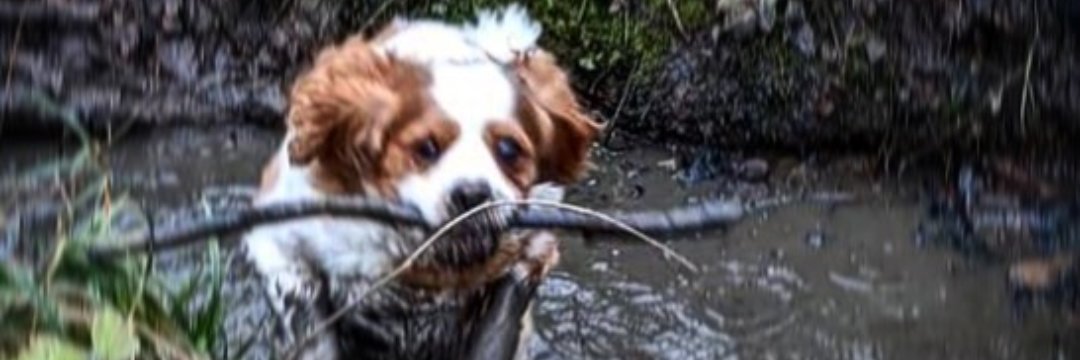 Dr Emma Craddock banner