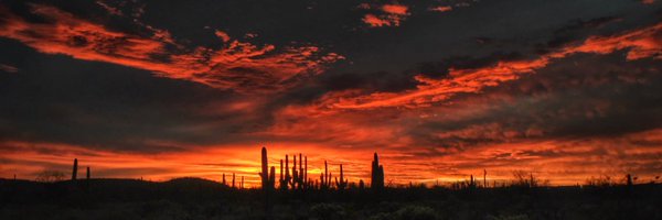 Allophile Profile Banner