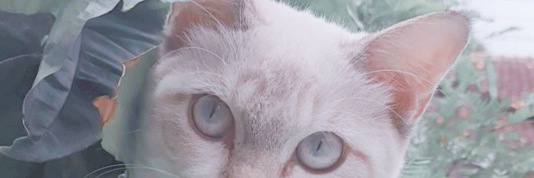 maydellaavista's profile banner image