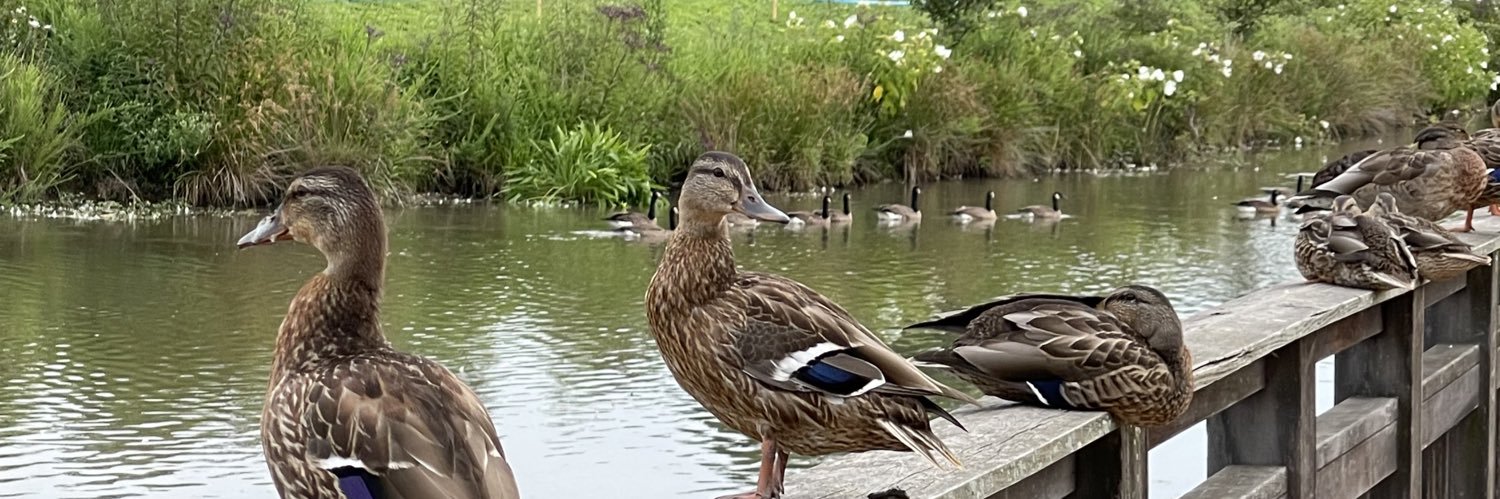 Joey 🇺🇸 banner