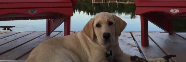 AlyshaLElliott's profile banner image