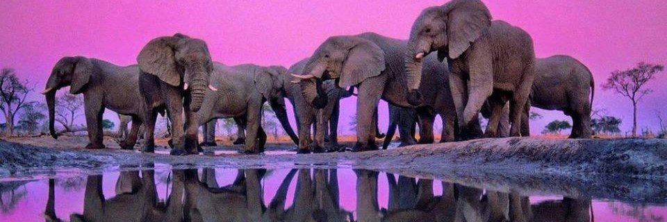Elephant Lovers banner