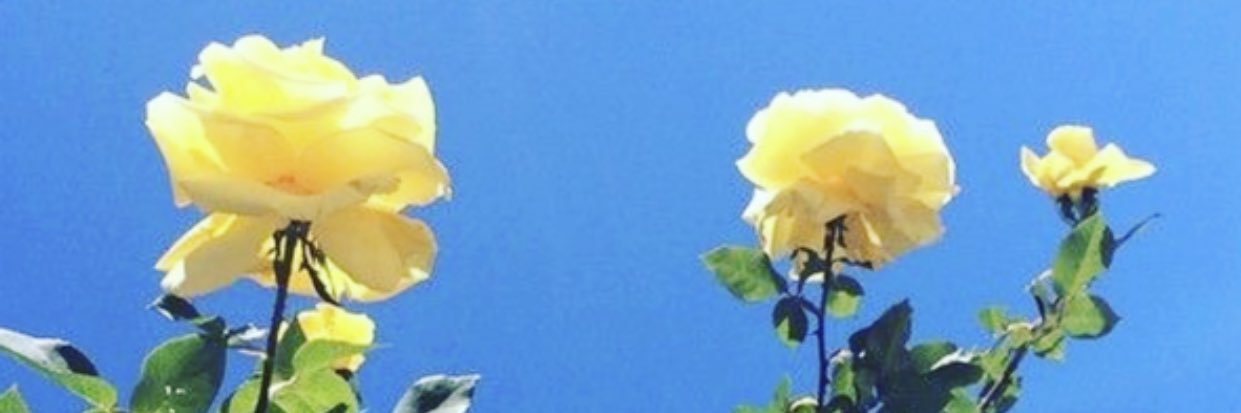 sofiaIastudillo's profile banner image