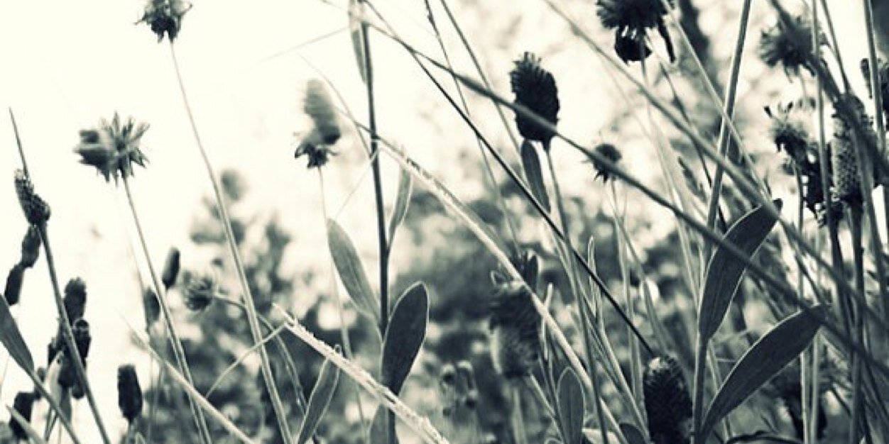 suzbarbs's profile banner image