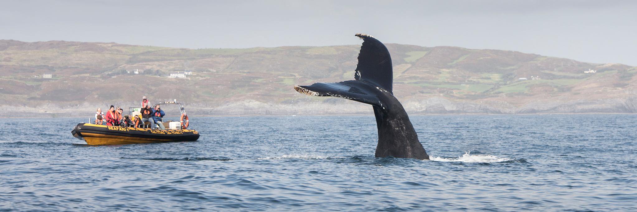 Baltimore Sea Safari banner