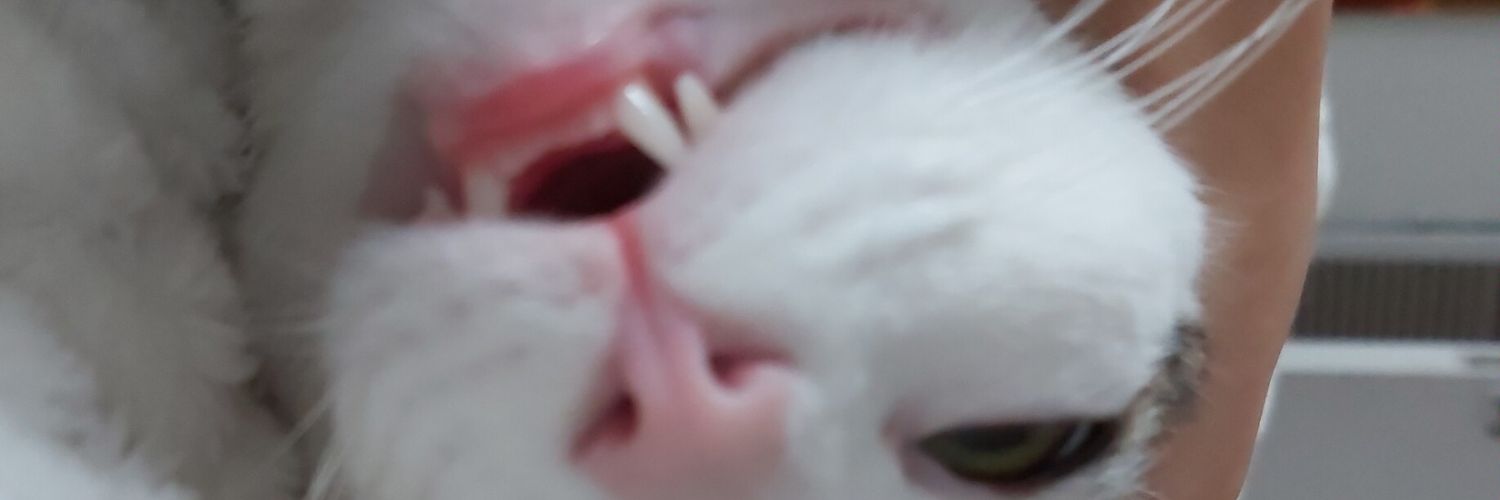 SolP11's profile banner image