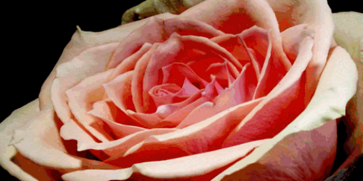 AccordingtoPam's profile banner image