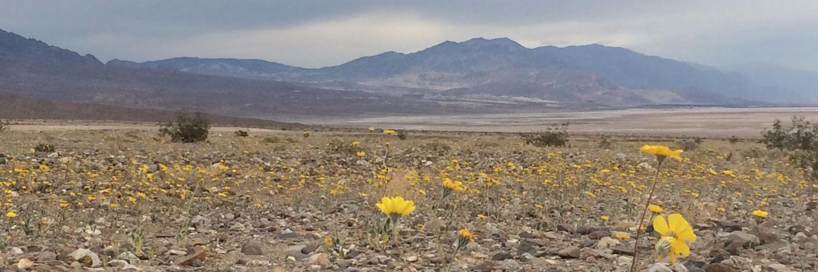 Becky Robison banner