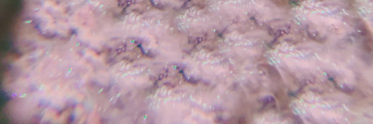 rinnilee's profile banner image